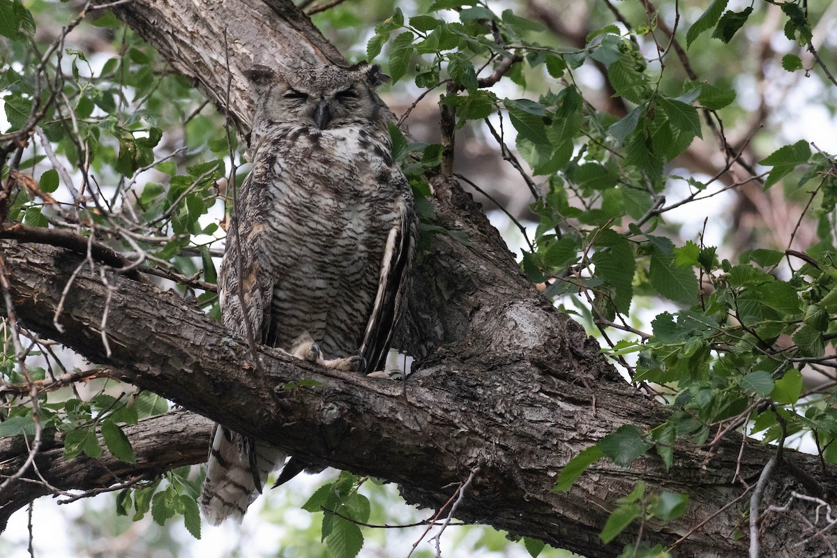 Great Horned Owl - ML356109381