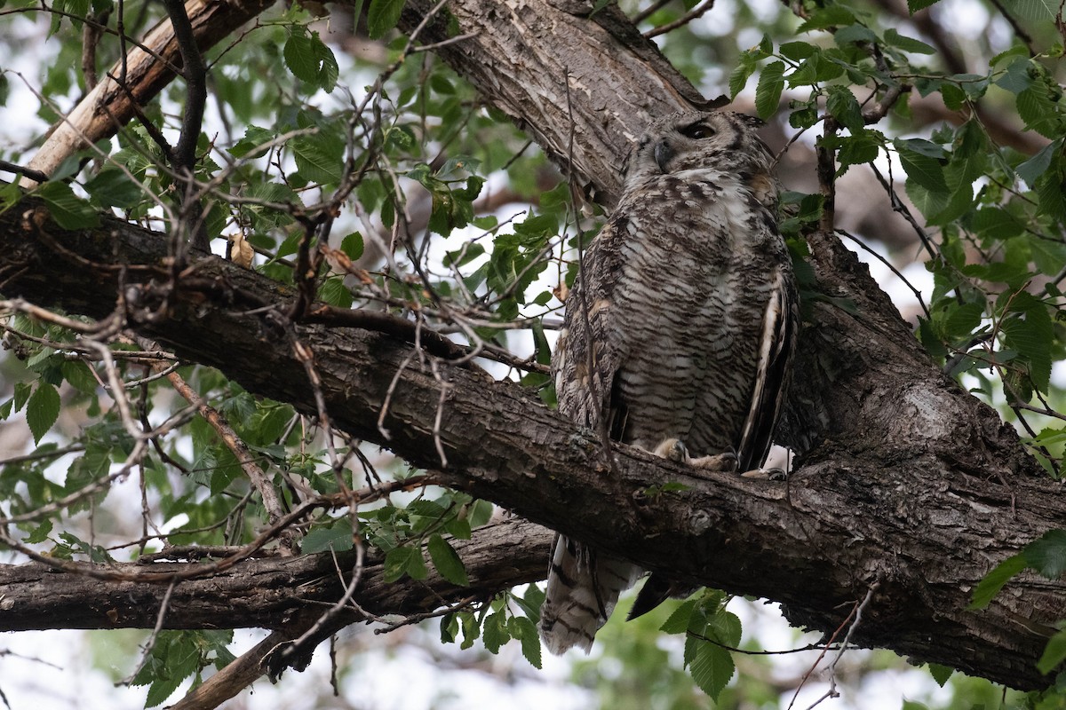 Great Horned Owl - ML356109391