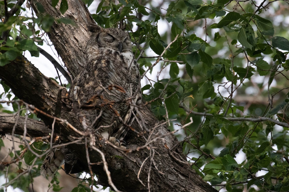 Great Horned Owl - ML356109451