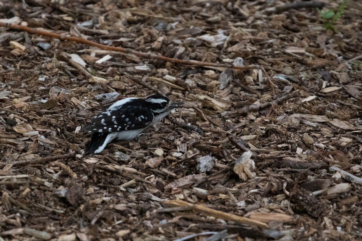 Downy Woodpecker (Rocky Mts.) - ML356109471