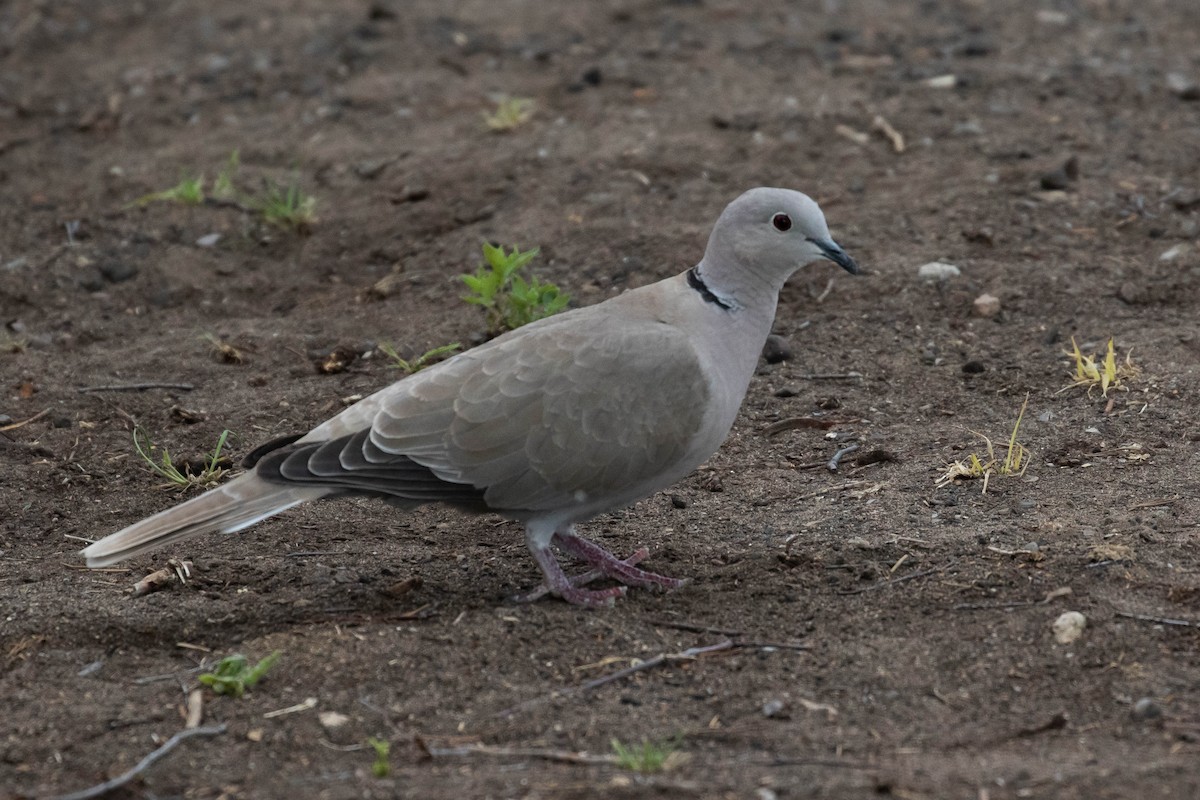 Eurasian Collared-Dove - ML356109501