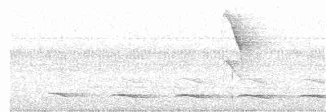 Atlantik Kara Gerdanlı Trogonu - ML356109521