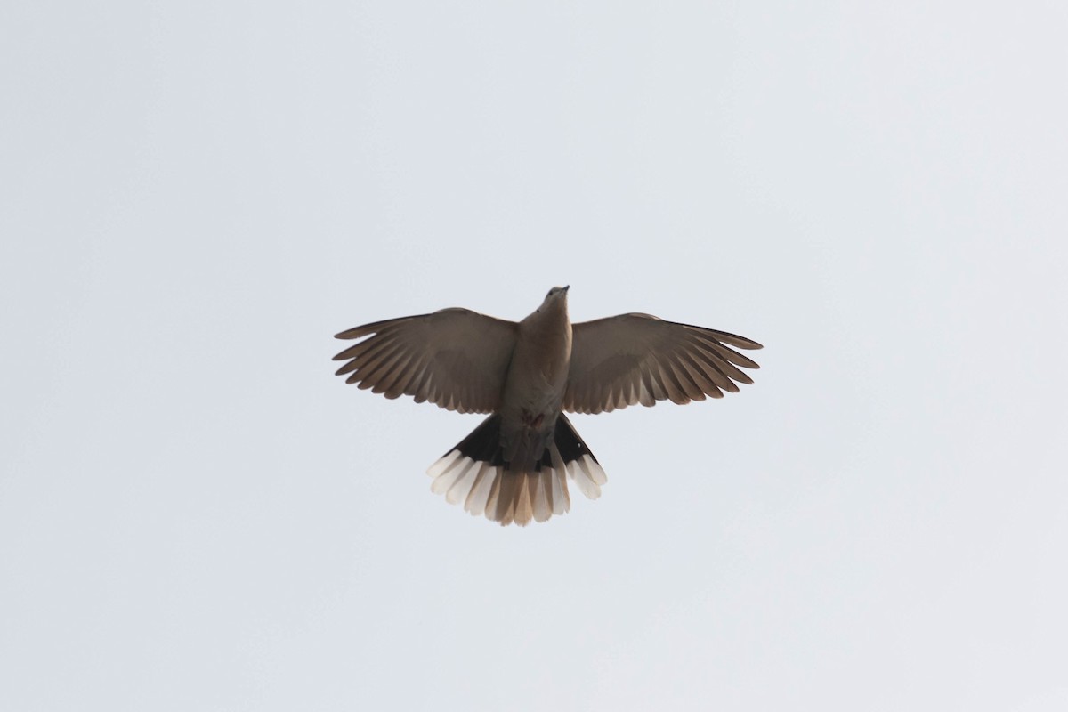Eurasian Collared-Dove - Alex Lamoreaux