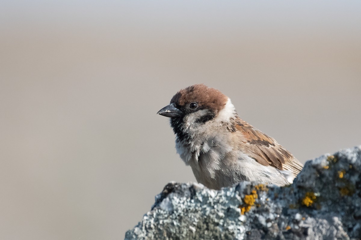 Eurasian Tree Sparrow - ML356111271