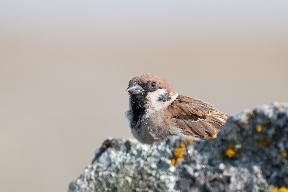 Eurasian Tree Sparrow - ML356111351