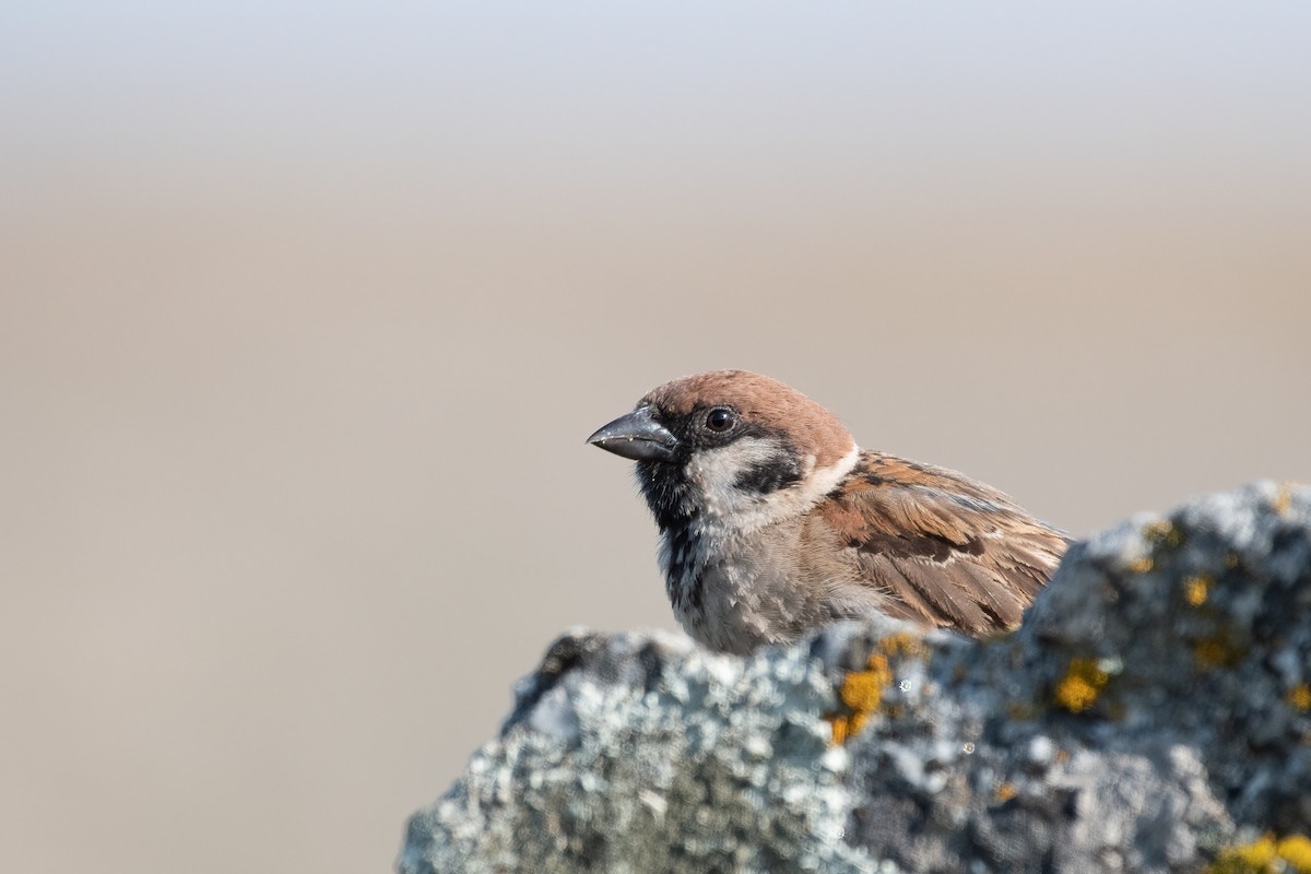 Eurasian Tree Sparrow - Ana Amaral