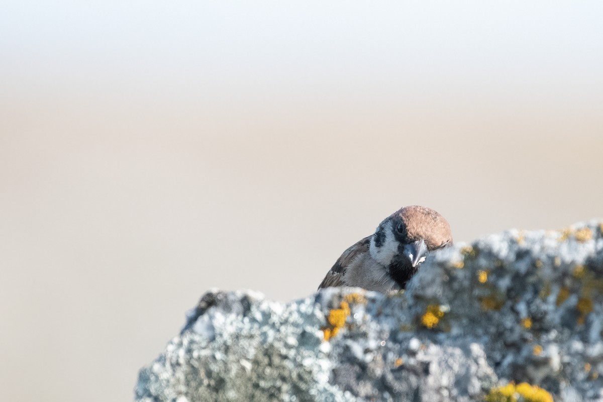 Eurasian Tree Sparrow - ML356111381