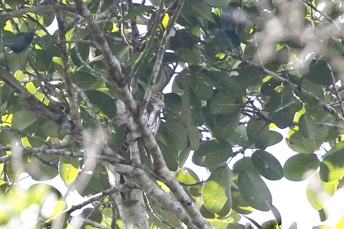 Central American Pygmy-Owl - ML356112091