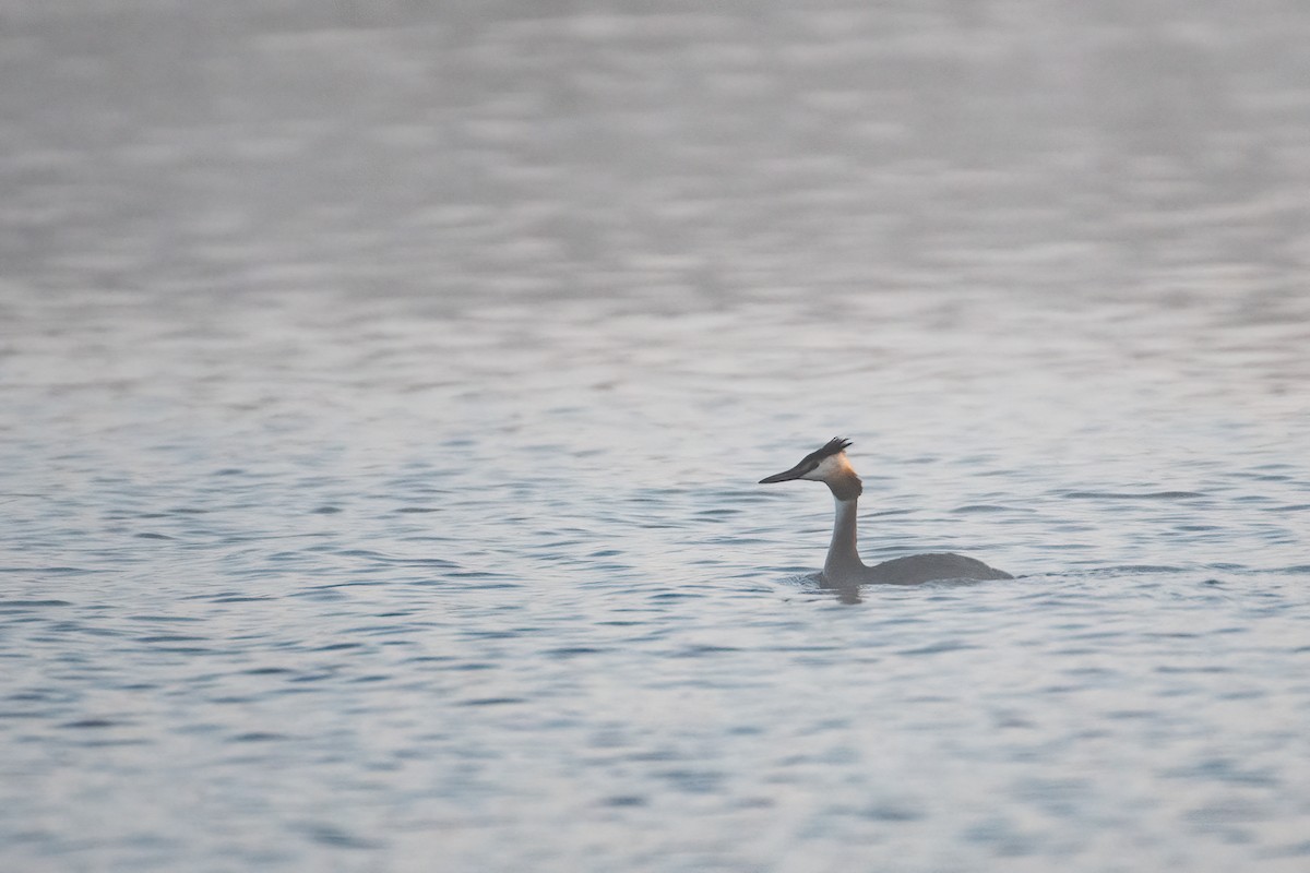 Great Crested Grebe - ML356112681
