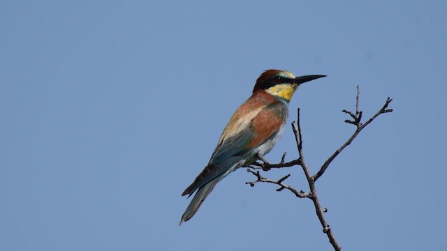 European Bee-eater - ML356112941