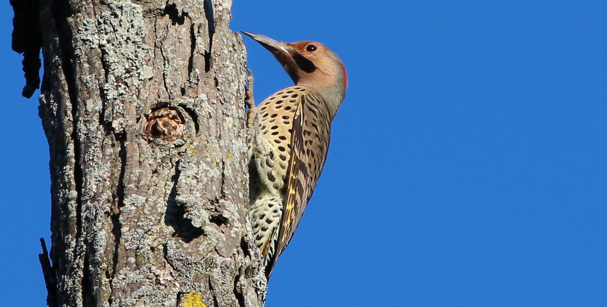 Northern Flicker (Yellow-shafted) - Gary Leavens