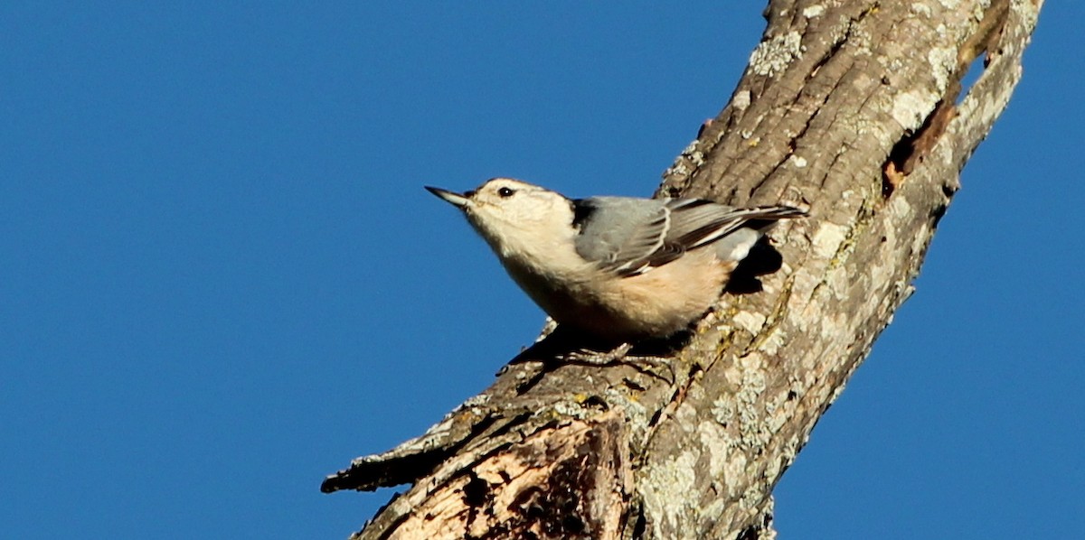 White-breasted Nuthatch (Eastern) - ML35611981