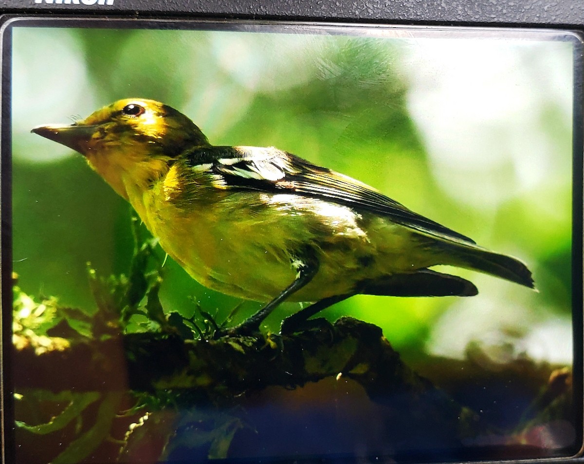 Yellow-throated Vireo - Ardell Winters