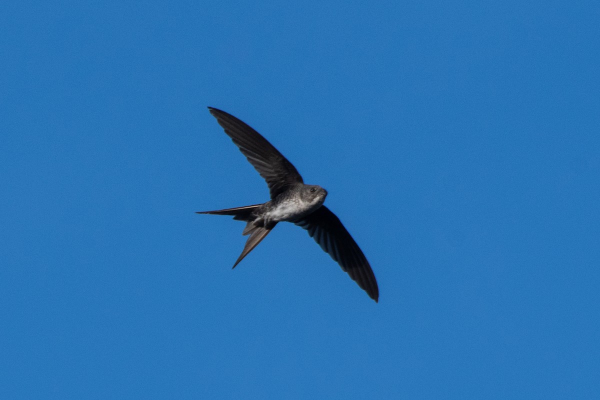 Fork-tailed Palm Swift - ML356132791