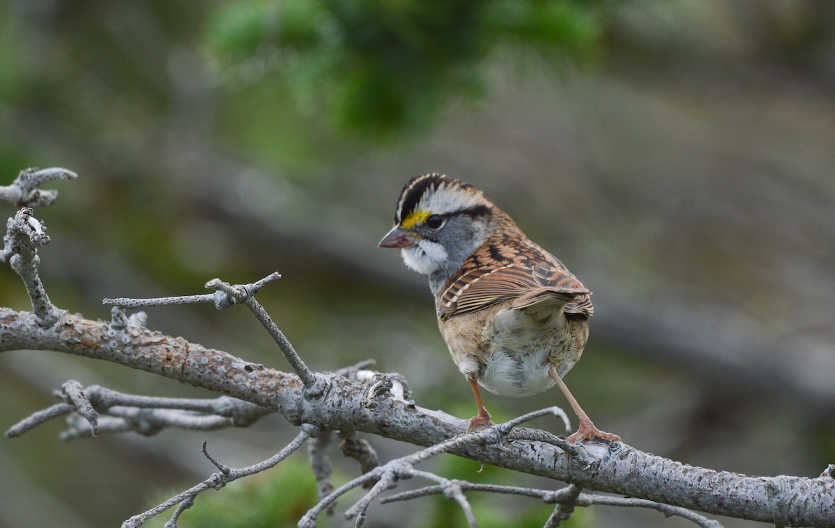 White-throated Sparrow - ML35613361