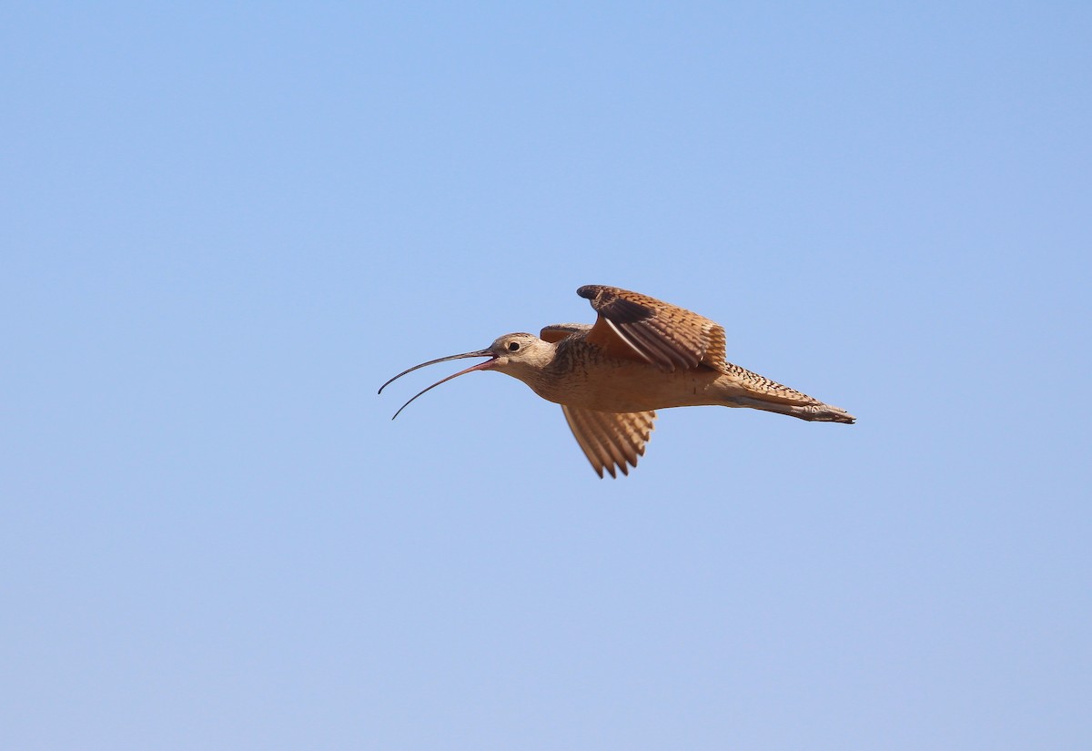 Long-billed Curlew - ML356138821