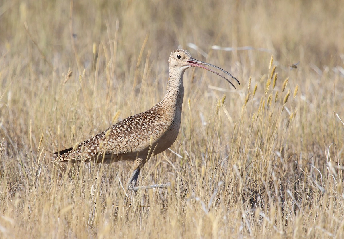 Long-billed Curlew - ML356138841