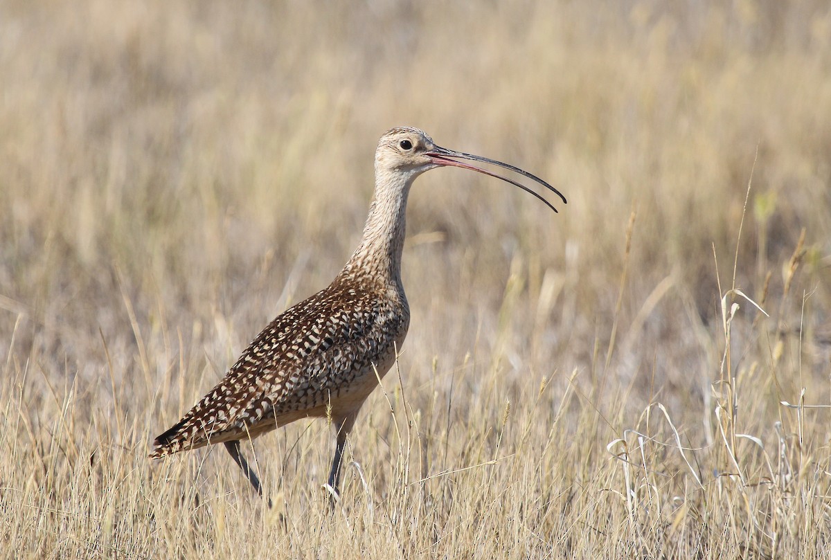 Long-billed Curlew - ML356138851