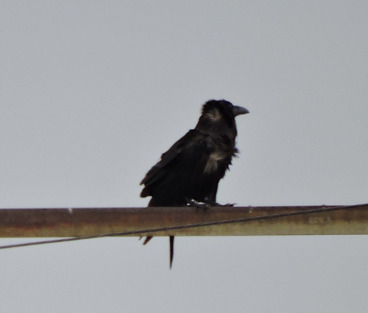 Common Raven - Ric Pedler