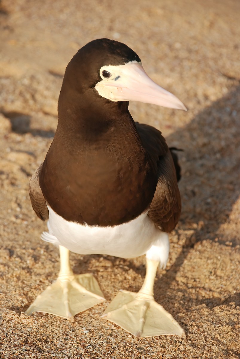 Brown Booby - ML356148201