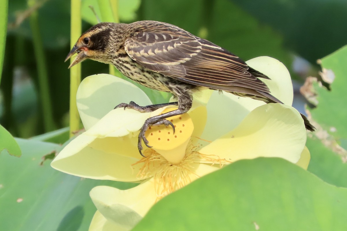 Red-winged Blackbird (Red-winged) - ML356148421