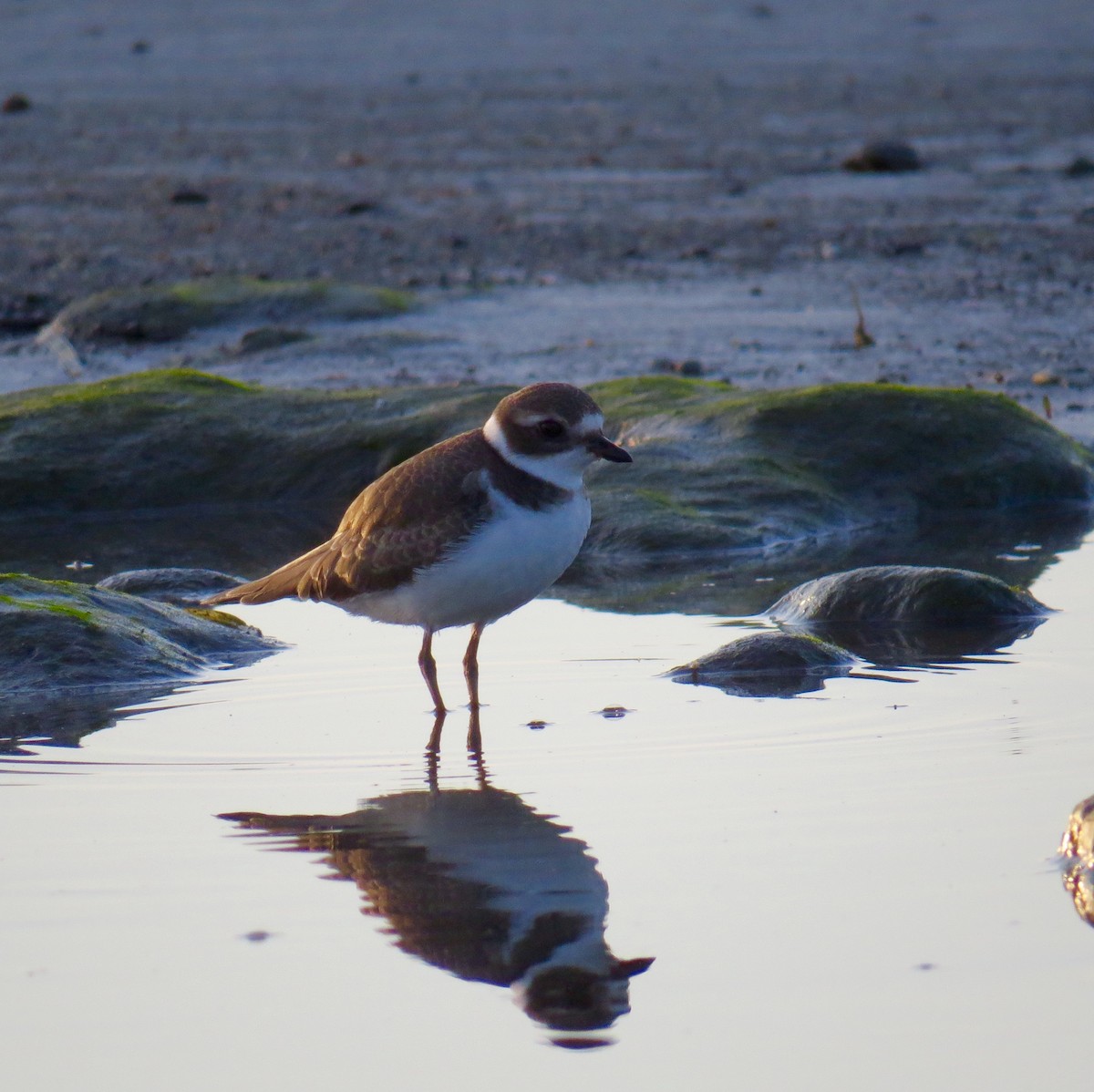 Semipalmated Plover - ML35614891
