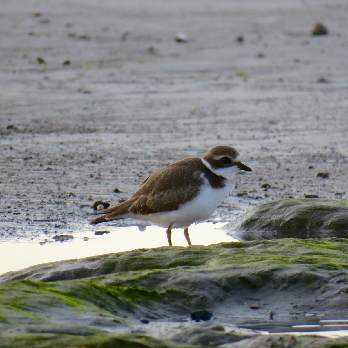 Semipalmated Plover - ML35614901