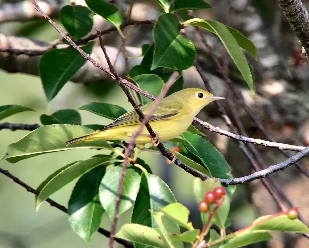 Yellow Warbler (Northern) - ML356149041