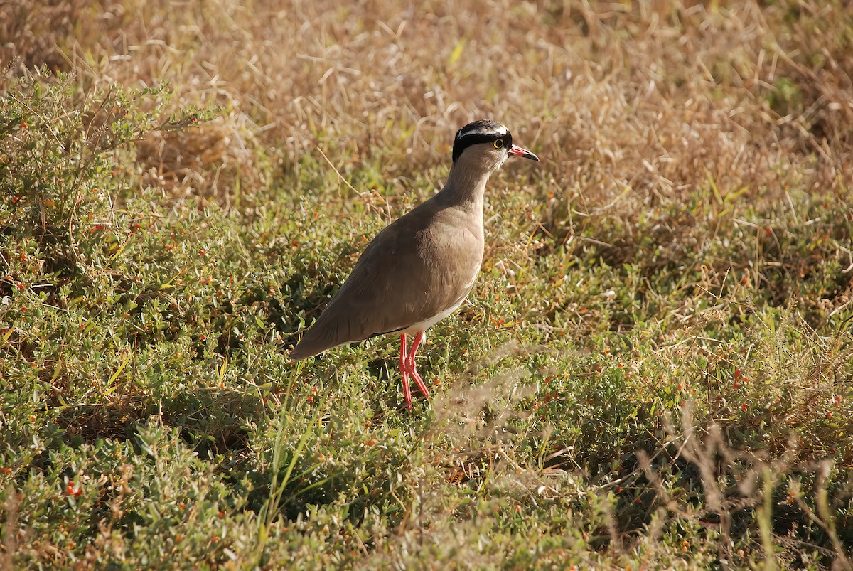 Crowned Lapwing - ML356149341