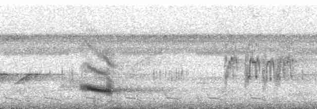 Channel-billed Toucan (Ariel) - ML35615