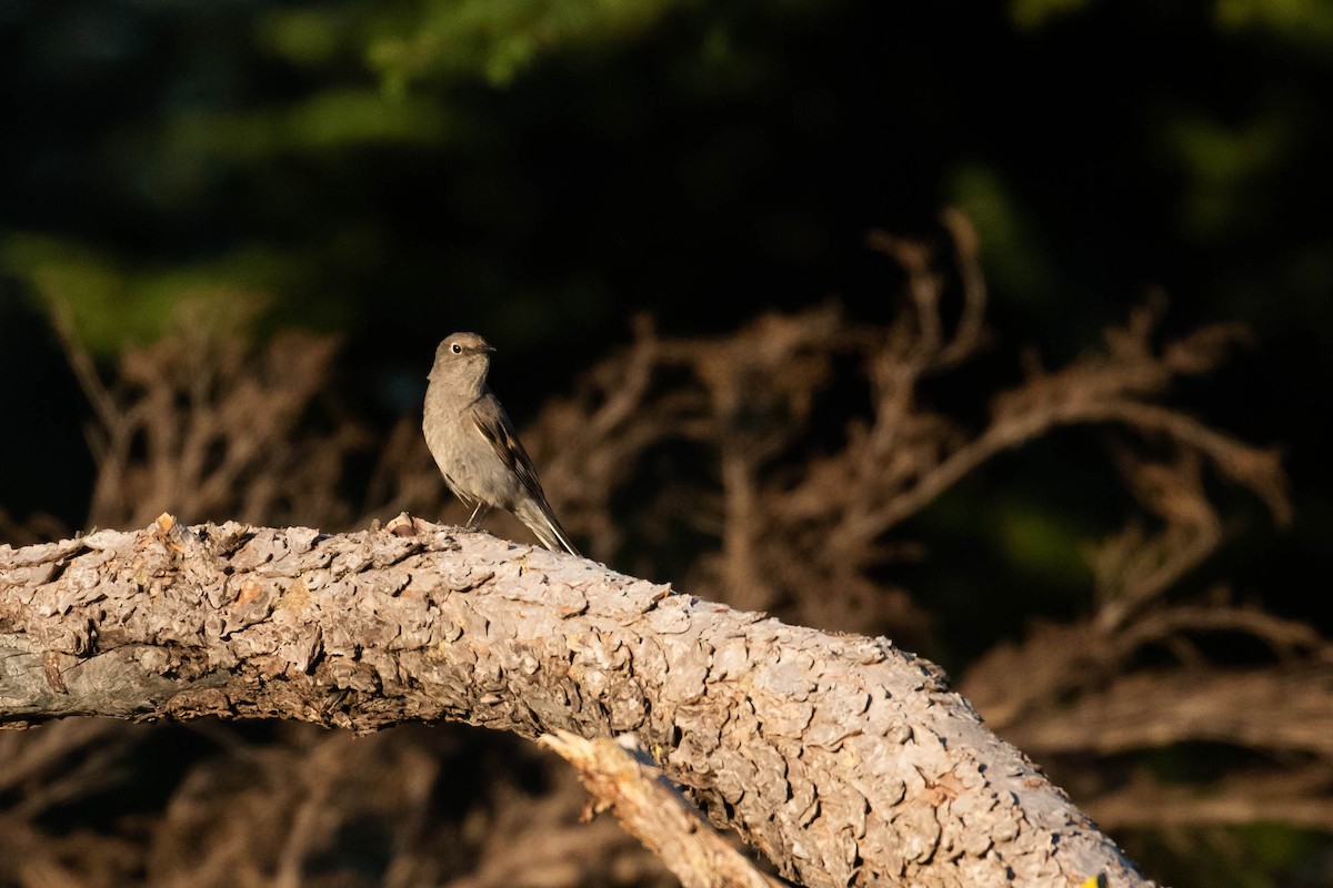 Townsend's Solitaire - ML356150281