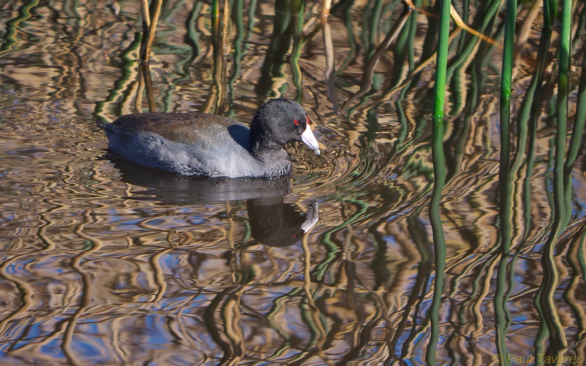 American Coot (Red-shielded) - ML35615061