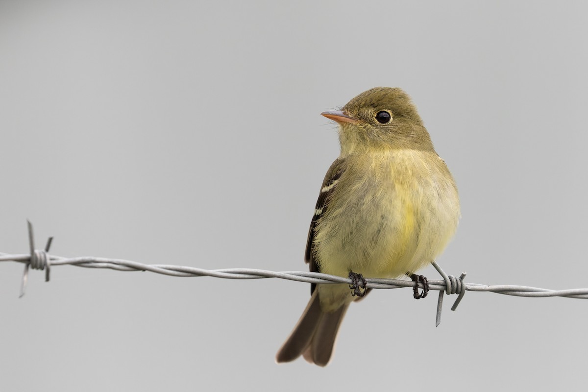 Yellow-bellied Flycatcher - Blair Dudeck
