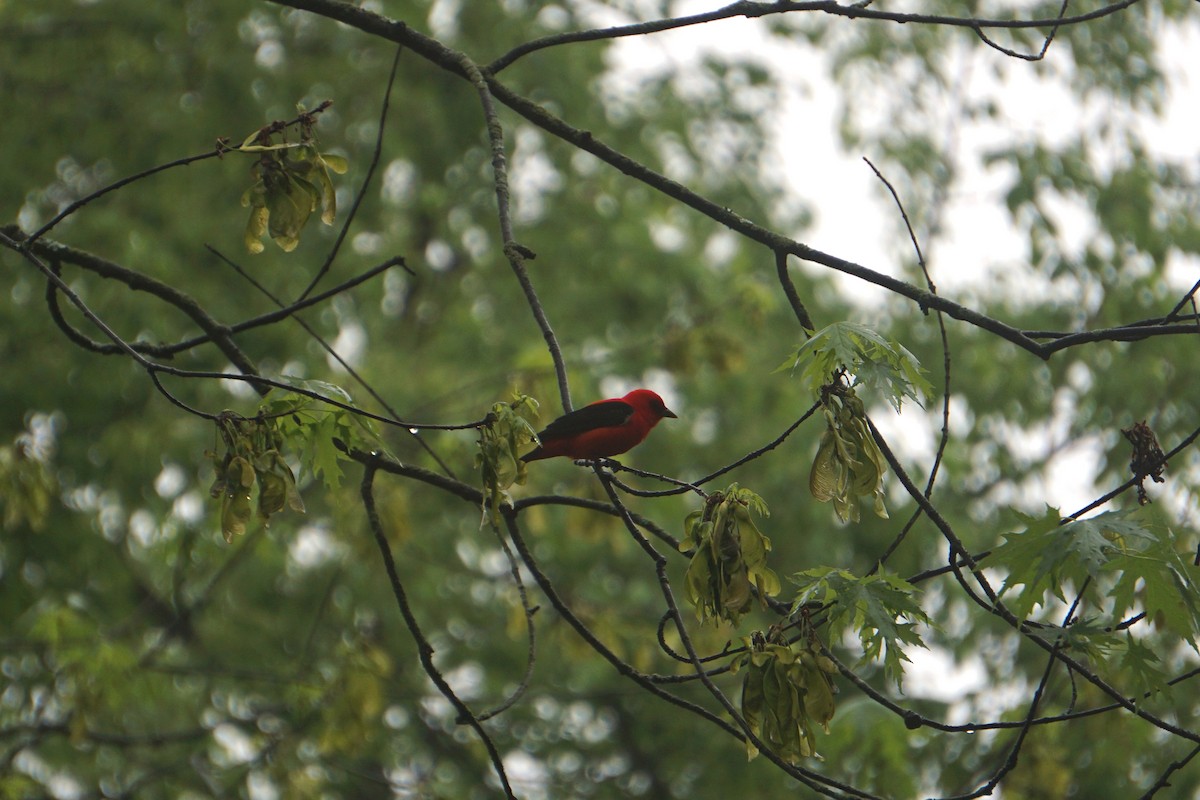Scarlet Tanager - ML356158341