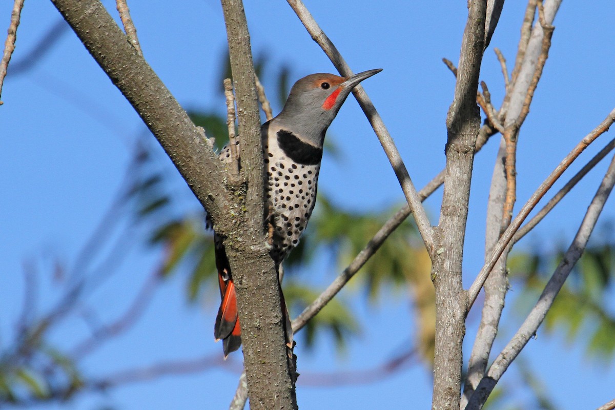 Northern Flicker (Red-shafted) - Jamie Chavez