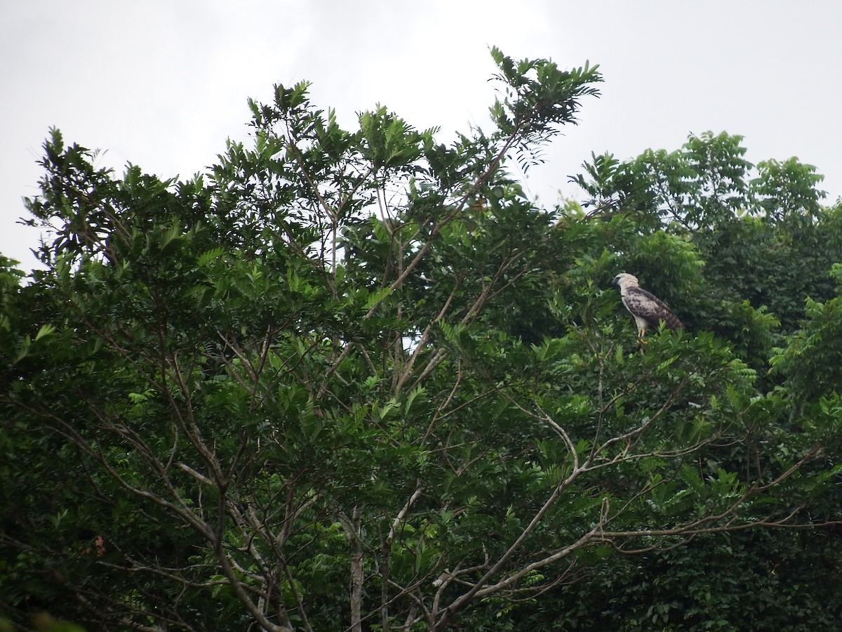 Crested Eagle - Mayron McKewy Mejia