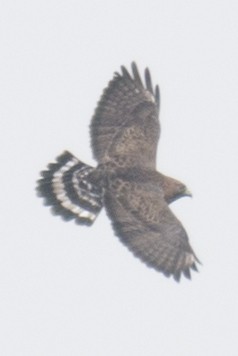 Broad-winged Hawk - ML35616011