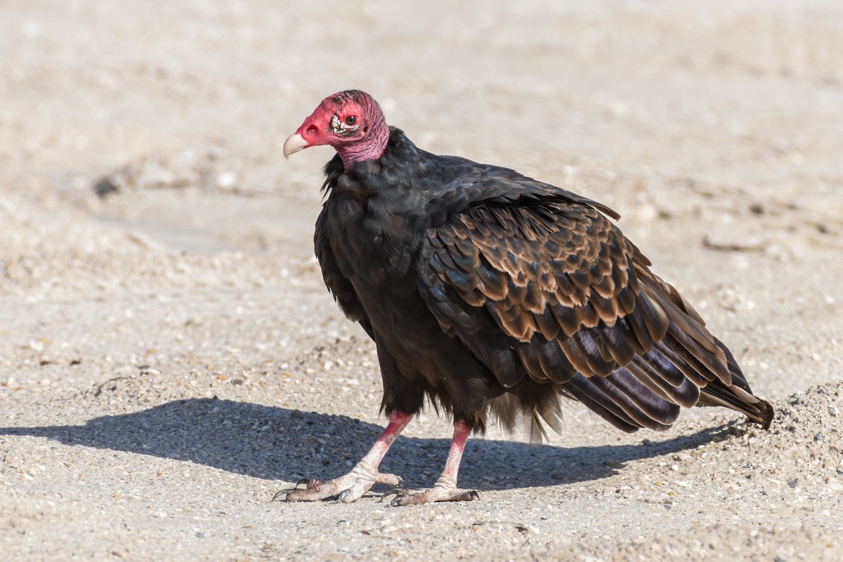 Turkey Vulture - Erik Martin