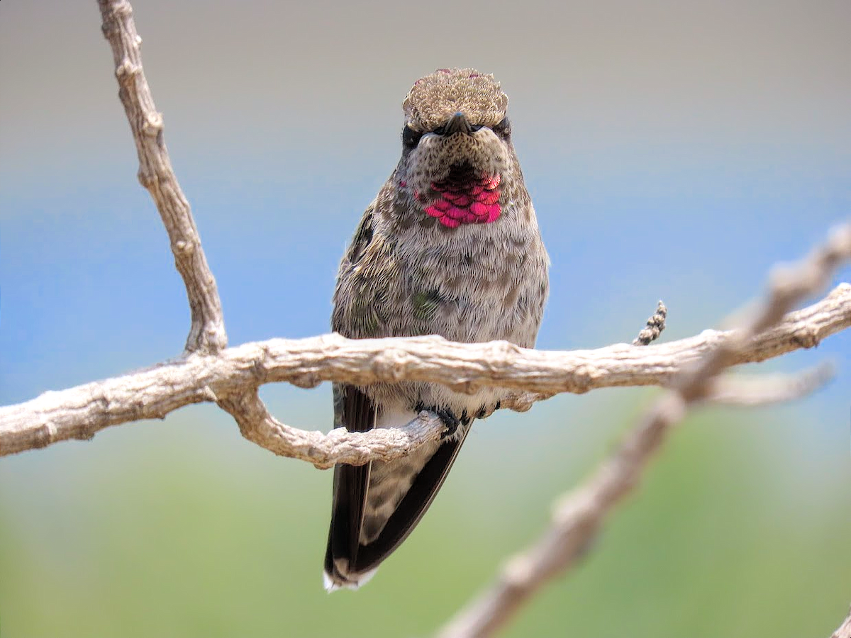 Anna's Hummingbird - ML356161821