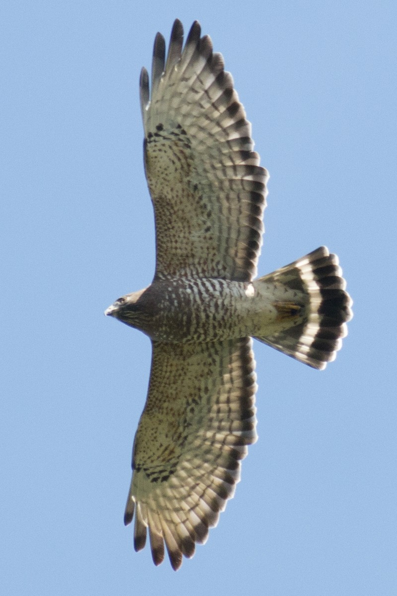 Broad-winged Hawk - ML35616281