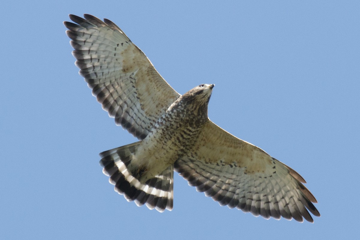 Broad-winged Hawk - David Brown
