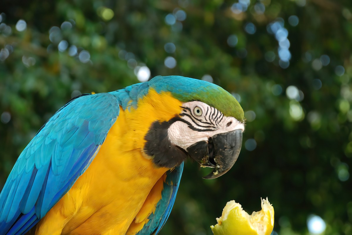 Blue-and-yellow Macaw - Jaap Velden