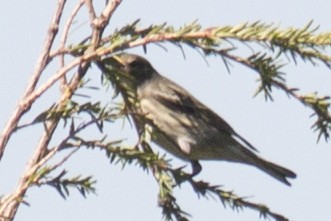 Cape May Warbler - ML35616481