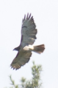 Red-tailed Hawk - ML35616571