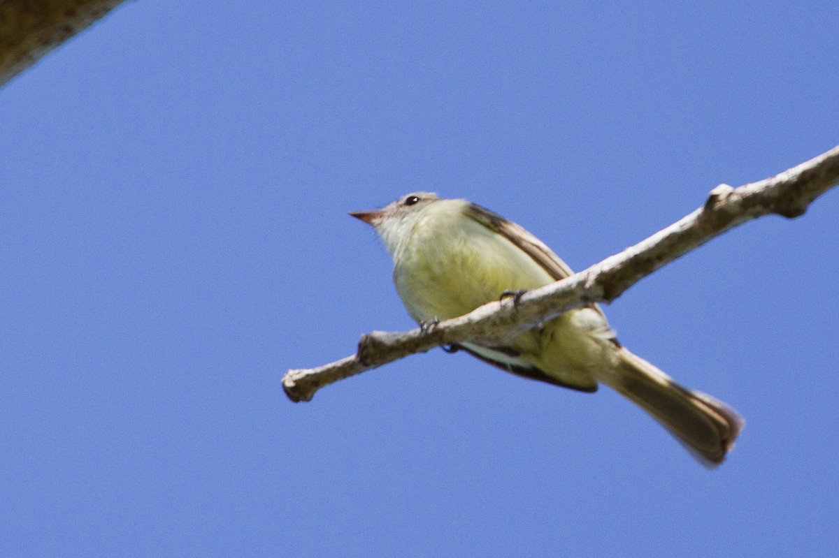 Northern Mouse-colored Tyrannulet - ML356166371