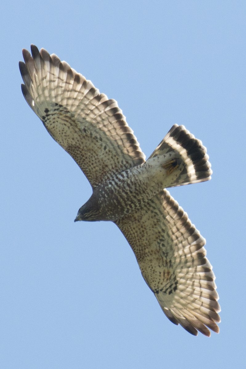 Broad-winged Hawk - ML35616931