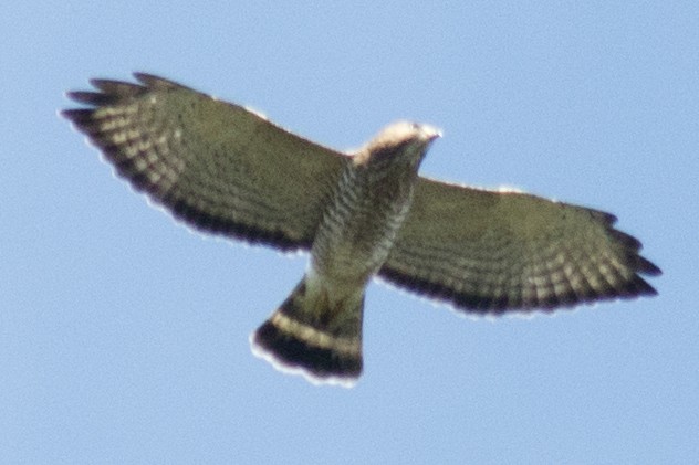 Broad-winged Hawk - ML35616961