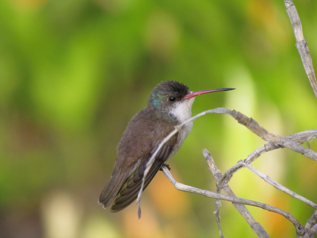 Violet-crowned Hummingbird - Mark Patry