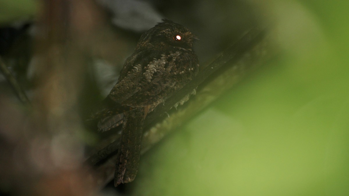 Silky-tailed Nightjar - ML356171451