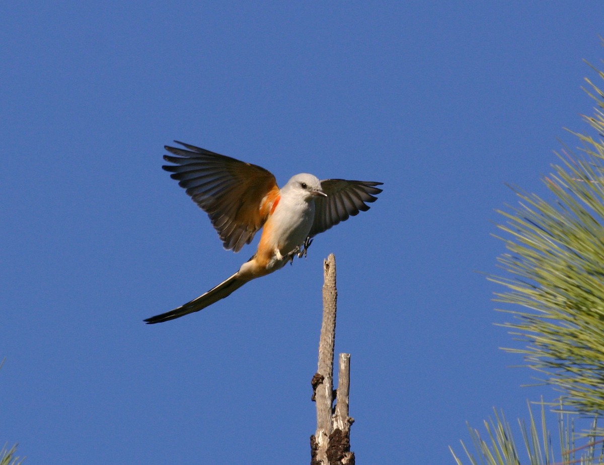 Scissor-tailed Flycatcher - Tom Benson